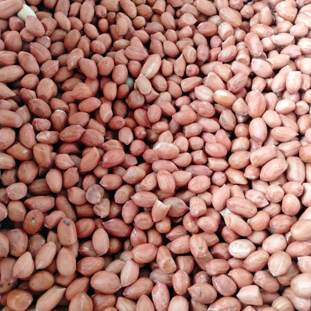Organic Dried GMO Indian Red Skin Raw Peanuts Bulk Export Quality Uniform Size Directly From Gujarat India