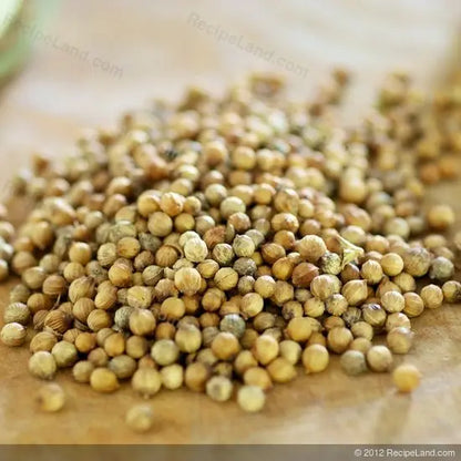 High Quality Raw and Dried Coriander Seeds Good Ad Drying Process Single Spices & Herbs