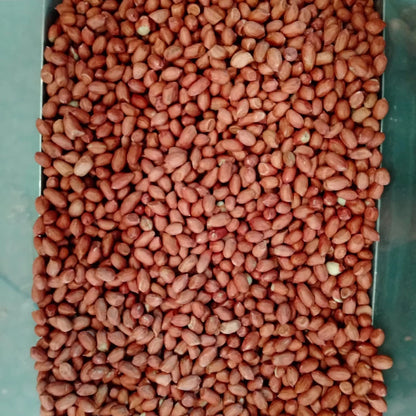 Premium Quality 70/80 Small Size Dried Groundnuts (Peanuts) Grade a 1kg Packaging for Wholesale Export Raw Peanuts for Sale