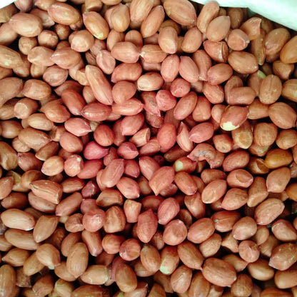 Pure Indian Peanut Premium Java Peanuts Unsalted Natural Wholesome Snack Crispy Fresh Groundnuts Raw Shelled Peanuts Bulk