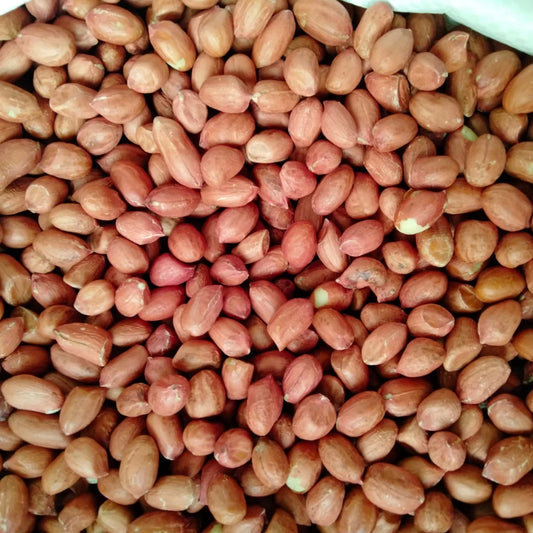 Pure Indian Peanut Premium Java Peanuts Unsalted Natural Wholesome Snack Crispy Fresh Groundnuts Raw Shelled Peanuts Bulk