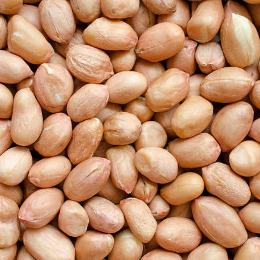 Organic Dried GMO Indian Red Skin Raw Peanuts Bulk Export Quality Uniform Size Directly From Gujarat India