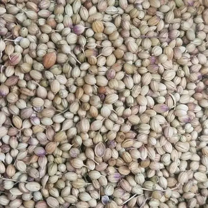 High Quality Raw and Dried Coriander Seeds Good Ad Drying Process Single Spices & Herbs