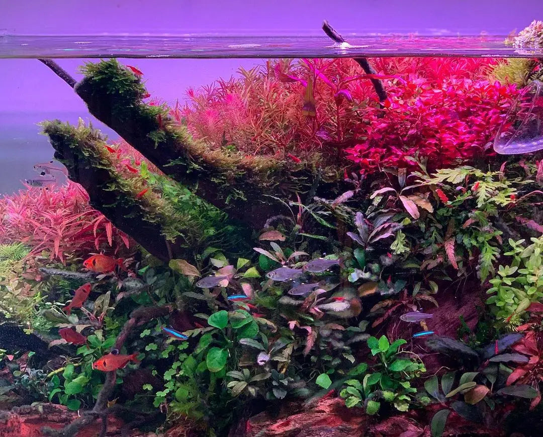 Week Aqua M Series Rgb Light Aquarium 2ft 4ft Centimetri Led Acquario Light 100w 120cm 300 Gallon Large Aquarium Lighting