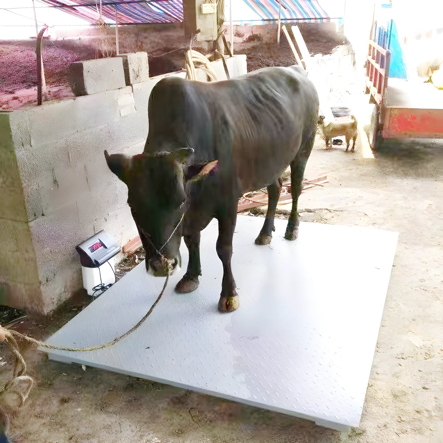 High Quality Carbon Steel 5 Ton Cattle Weighing Scales Industrial Electronic Balance Platform Floor Weighing Scales for Sale