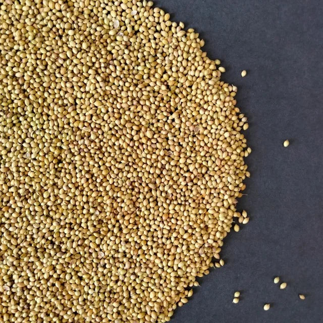 Premium Coriander Seeds Export Quality Whole Spice Graded Natural AromaticFlavour Culinary Seasoning from Saanvisha India