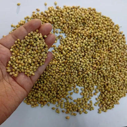 Premium Coriander Seeds Export Quality Whole Spice Graded Natural AromaticFlavour Culinary Seasoning from Saanvisha India