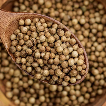 Premium Coriander Seeds Export Quality Whole Spice Graded Natural AromaticFlavour Culinary Seasoning from Saanvisha India