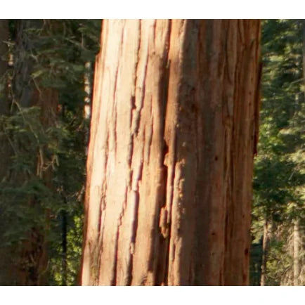 Round Log Zhonghua02001 For Outdoor Use Natural Wood