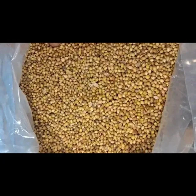 Premium Coriander Seeds Export Quality Whole Spice Graded Natural AromaticFlavour Culinary Seasoning from Saanvisha India