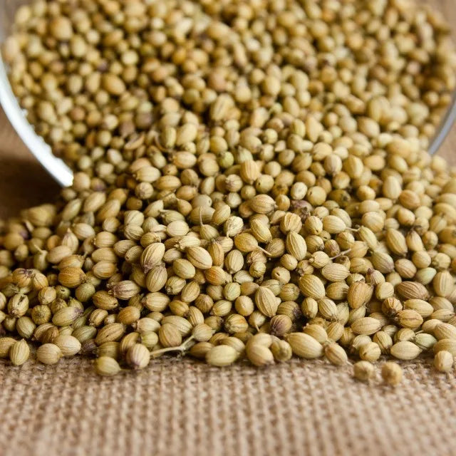 Premium Coriander Seeds Export Quality Whole Spice Graded Natural AromaticFlavour Culinary Seasoning from Saanvisha India