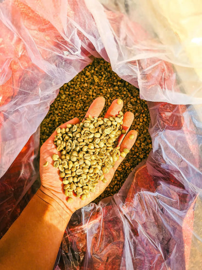 Vietnam Robusta Green Coffee Beans Grade 1 Size 16 18 Traceable Source Premium Quality Bulk Supply Factory Export