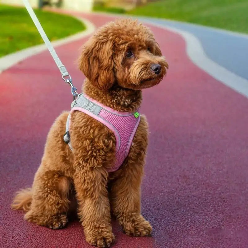 Adjustable Soft Mesh Pet Harness with Leash Escape-Proof Reflective Dog Walking Vest for Small and Medium Cats Puppies