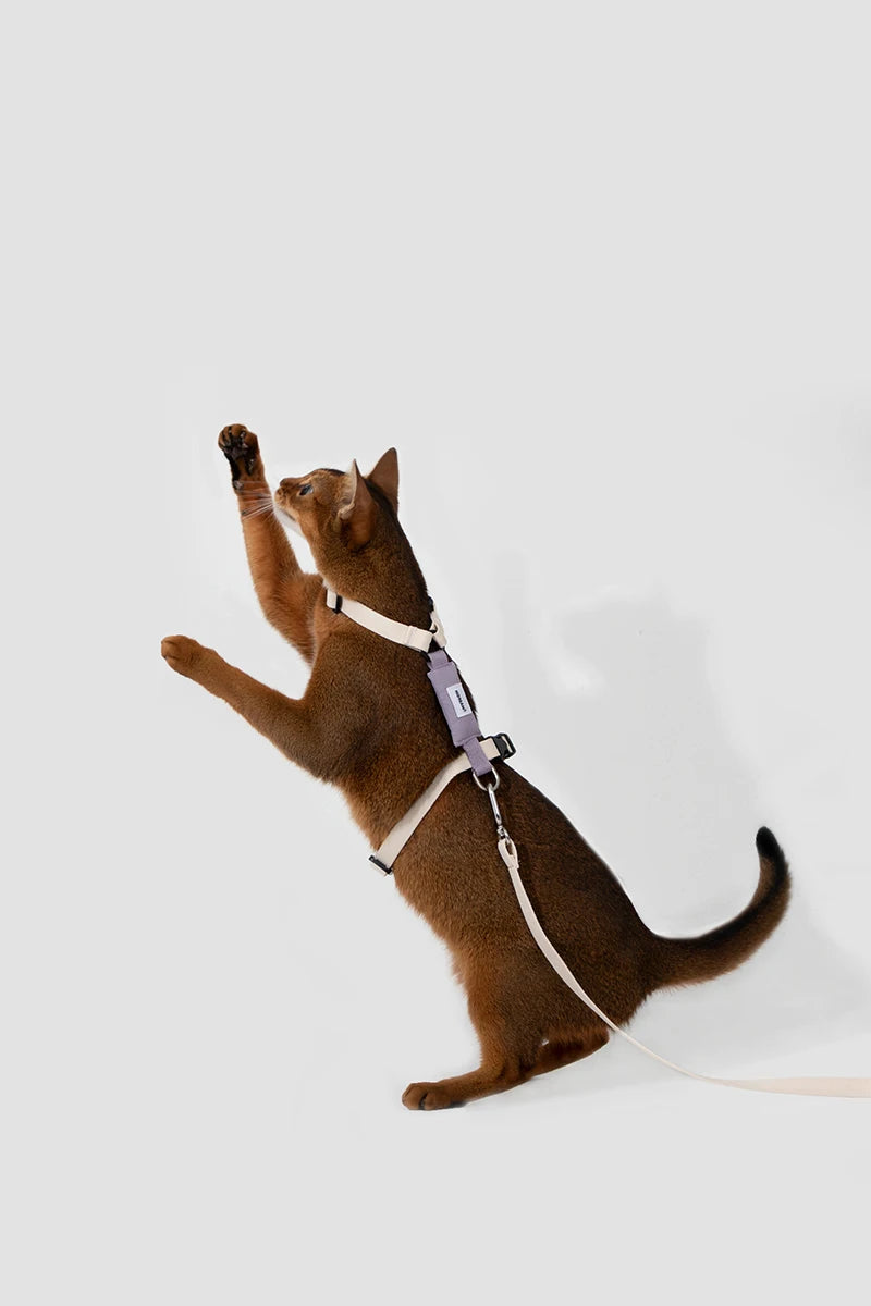 Cat Harness Leash Set Traction Rope Kitten Chest Strap Pet Outdoor Supplies for Pet Breathable Harness Leash Puppy Cat Vest