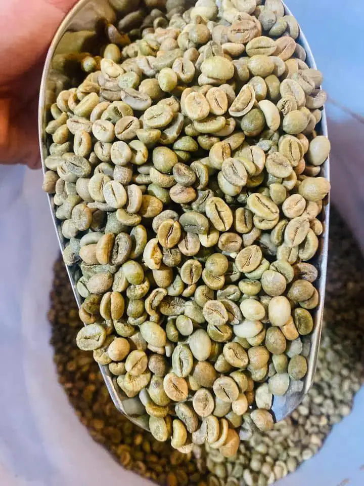 Vietnam Robusta Green Coffee Beans Grade 1 Size 16 18 Traceable Source Premium Quality Bulk Supply Factory Export