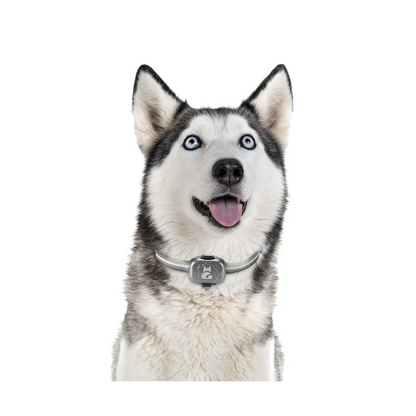 4G Gps Tracker for Dog Locator Waterproof Anti-Lost Device Smart Phone Object Finder Small Alarm Pet Anti-Theft