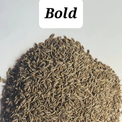Premium Cumin Seeds Jeera Export Quality Whole Spice Cleaned Natural Seasoning Culinary Aroma from Saanvisha Gujarat India