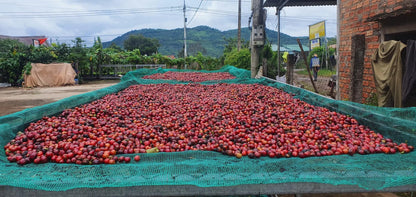 Vietnam Robusta Green Coffee Beans Grade 1 Size 16 18 Traceable Source Premium Quality Bulk Supply Factory Export