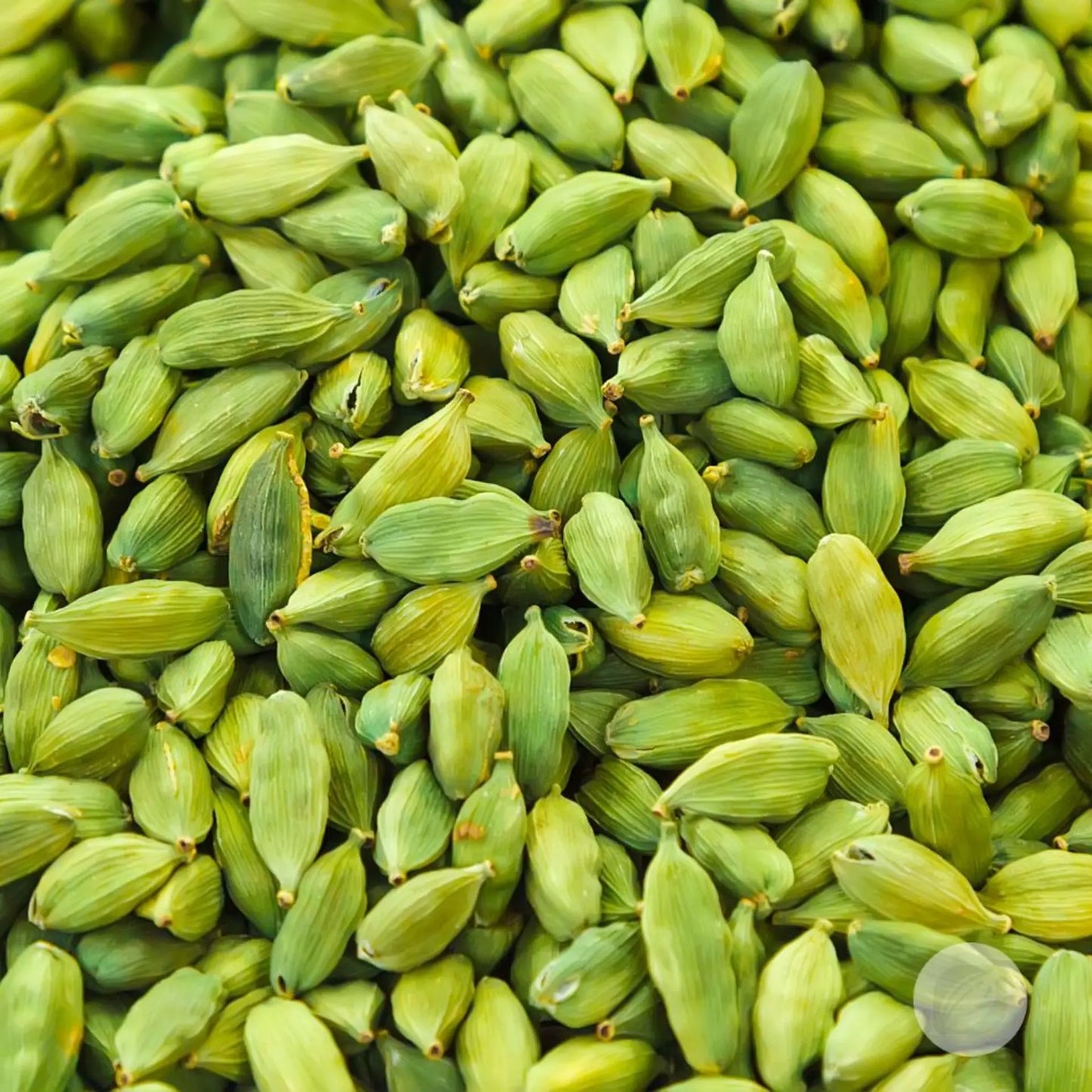 Jumbo Fresh Raw Cardamom Pods 6-7mm Sweet Fragrance Culinary Luxury Spice Merchant Preferred Premium Ingredient Bulk Exporter