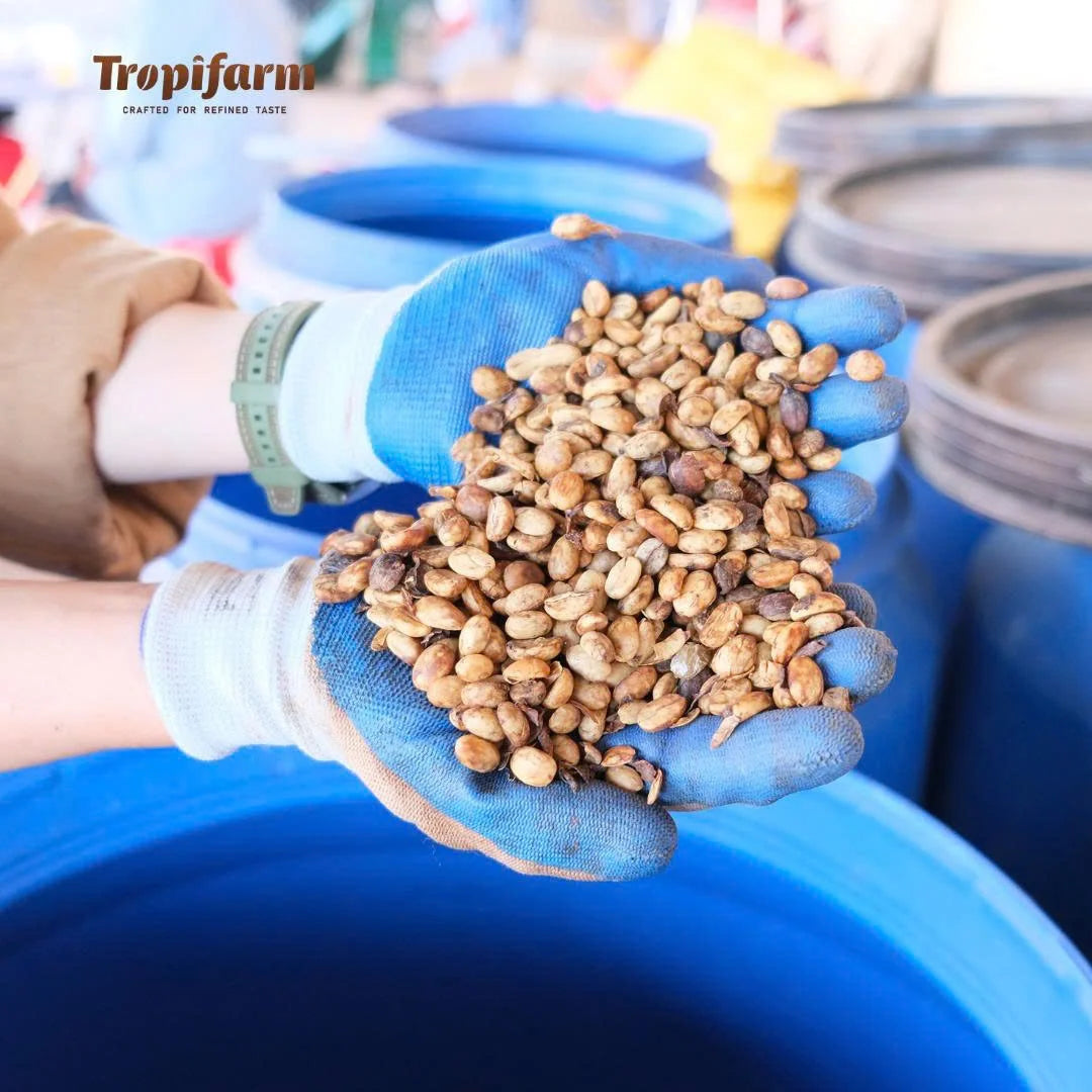 Vietnam Robusta Green Coffee Beans Grade 1 Size 16 18 Traceable Source Premium Quality Bulk Supply Factory Export