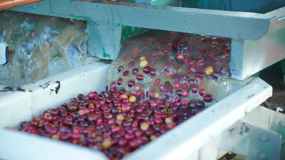 Vietnam Robusta Green Coffee Beans Grade 1 Size 16 18 Traceable Source Premium Quality Bulk Supply Factory Export