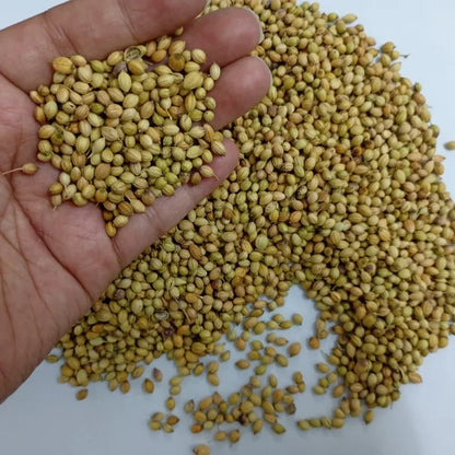 Premium Coriander Seeds Export Quality Whole Spice Graded Natural AromaticFlavour Culinary Seasoning from Saanvisha India