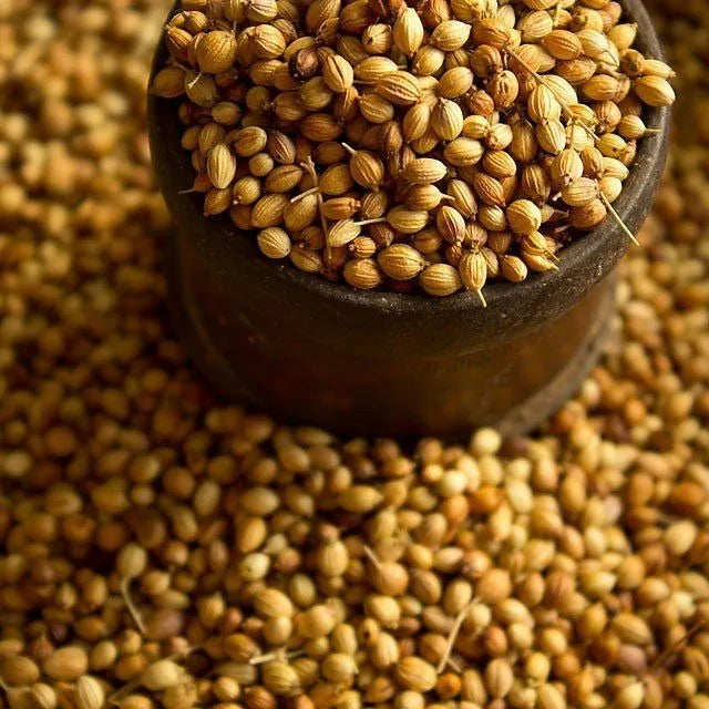 Premium Coriander Seeds Export Quality Whole Spice Graded Natural AromaticFlavour Culinary Seasoning from Saanvisha India
