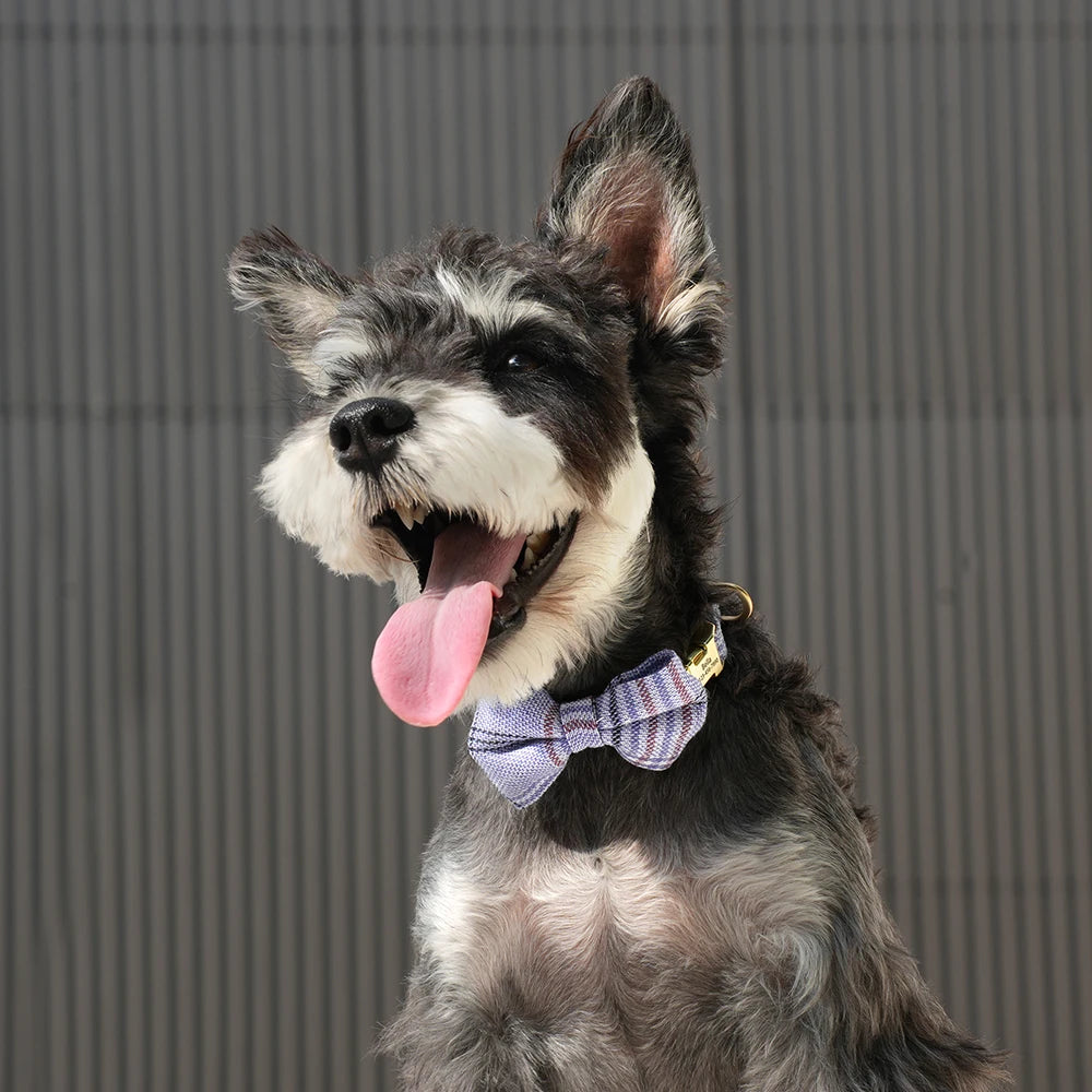 Personalized Dog Collar Cute Bowtie Puppy Cat Free Engraving Pet Buckle Collar For Small Medium Dogs Cats Chihuahua Yorkshire