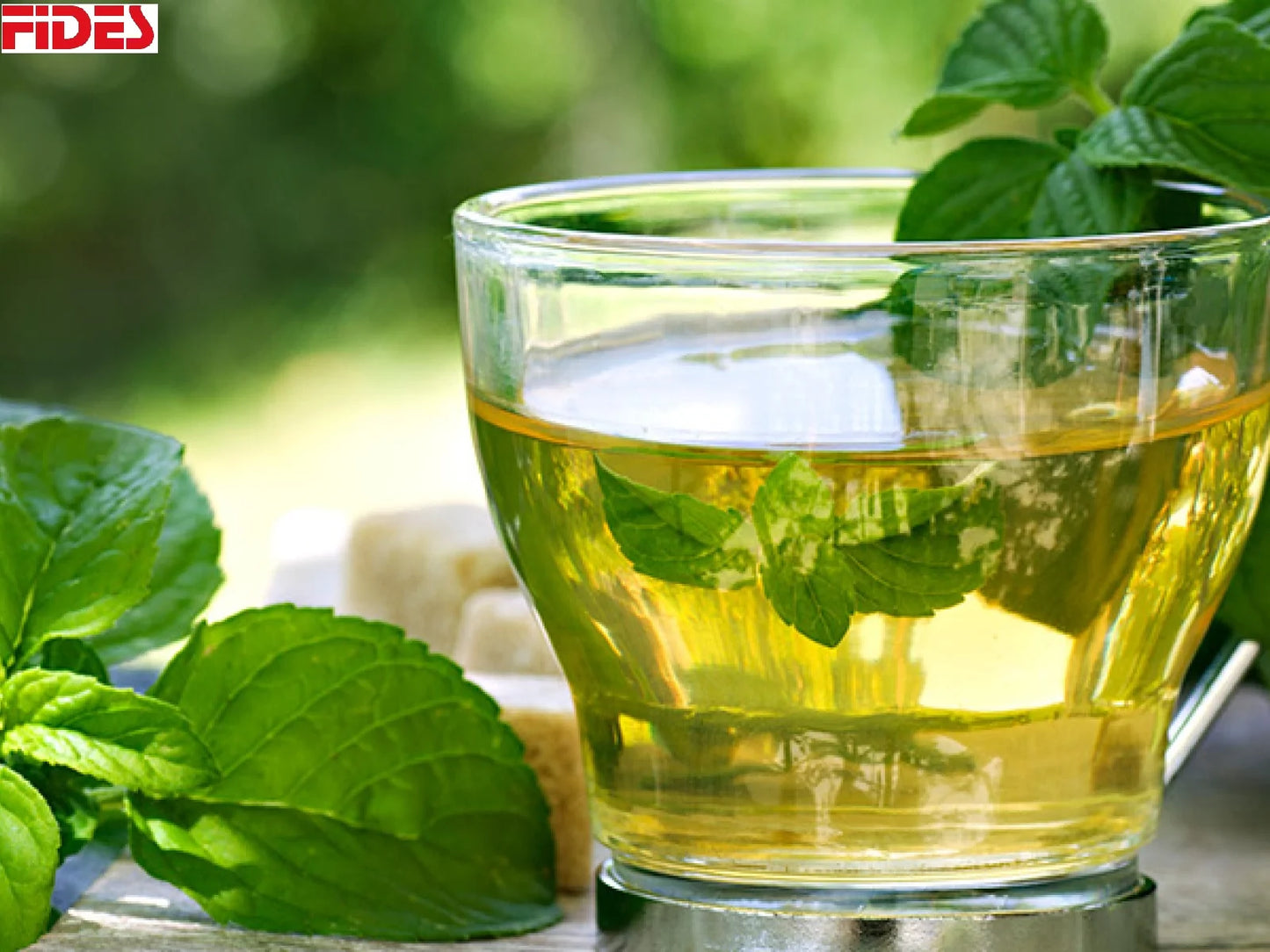 Organic Mint Tea ISO Certified 100% Natural Loose Tea Cool Flavour Freshness Health Benefits Private Label Bulk Sachet Box